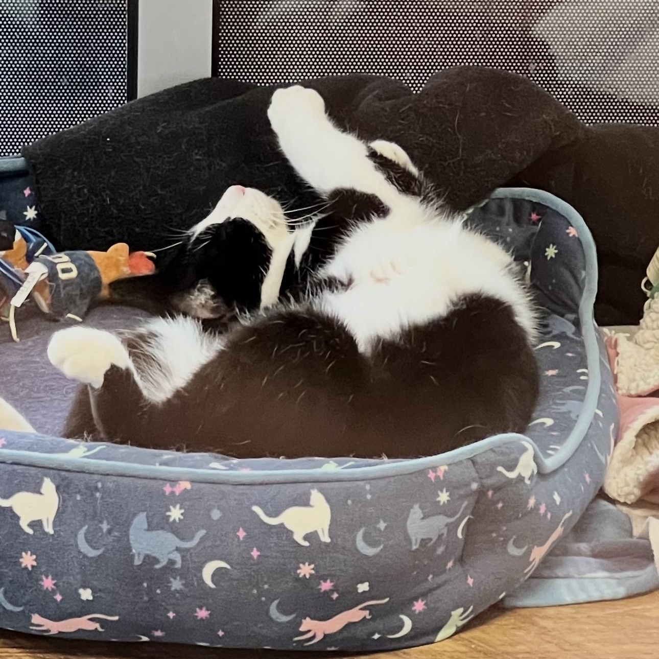 Mr Hunk, a ADOPTABLE American Shorthair in Sunset Valley, TX image 3/4