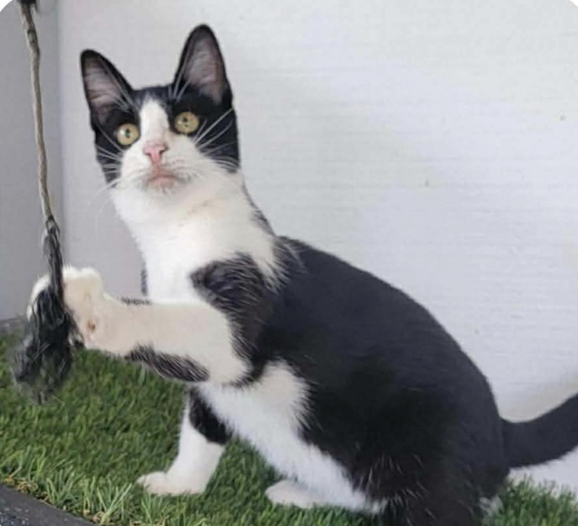 Mr Hunk, a ADOPTABLE American Shorthair in Sunset Valley, TX image 4/4