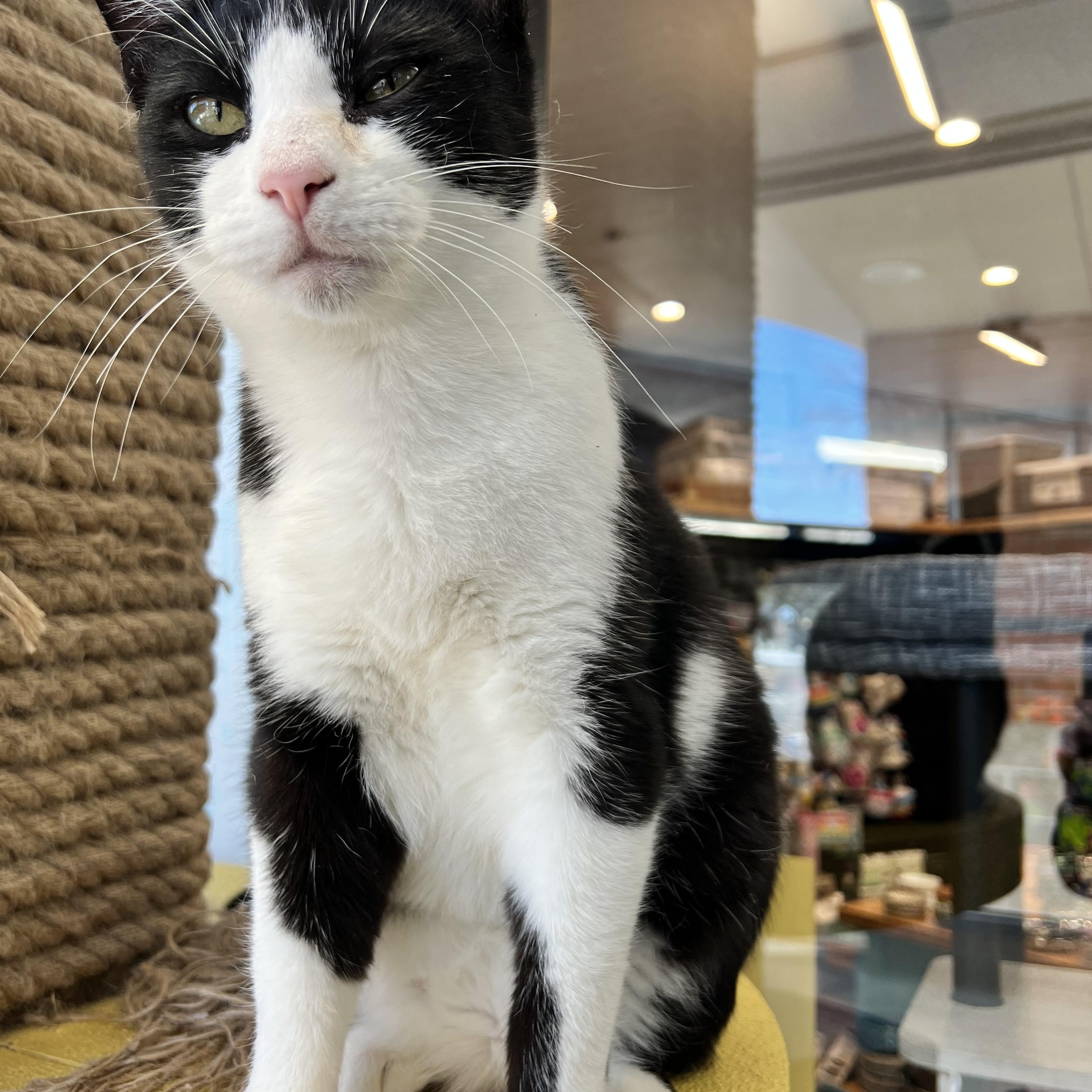 Mr Hunk, a ADOPTABLE American Shorthair in Sunset Valley, TX image 2/4