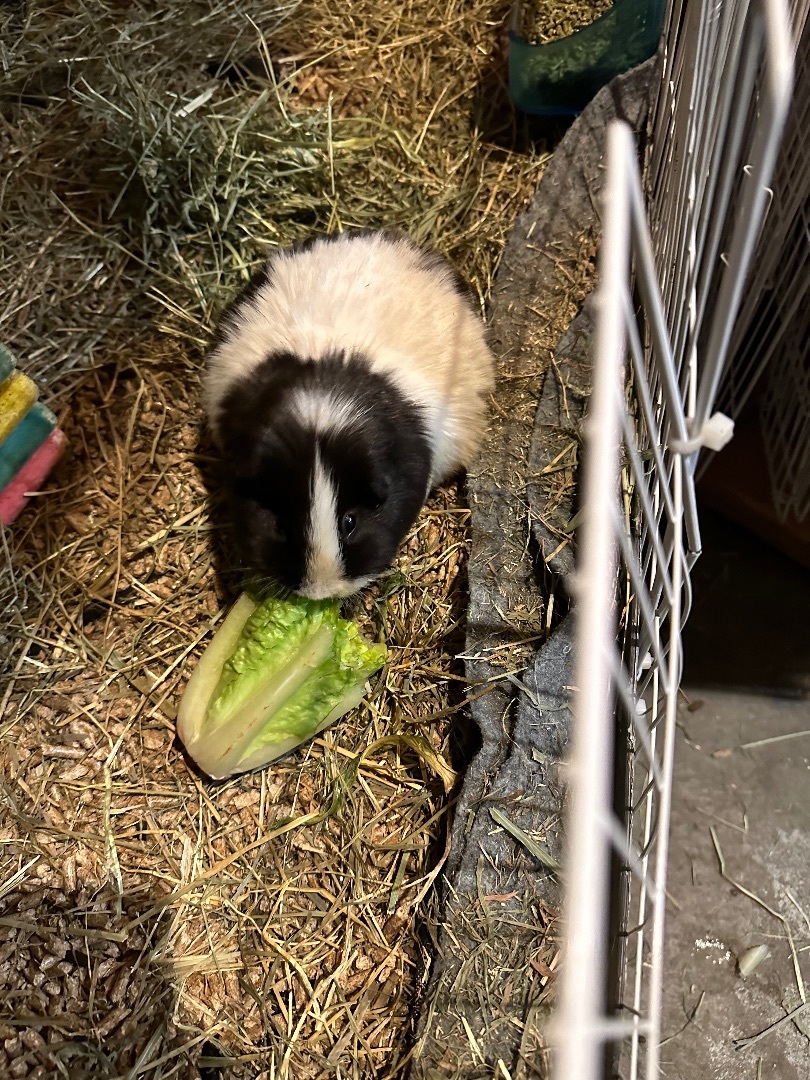 Princess Peach, a Adoptable mixed breed in Eagle River, AK image 1/4