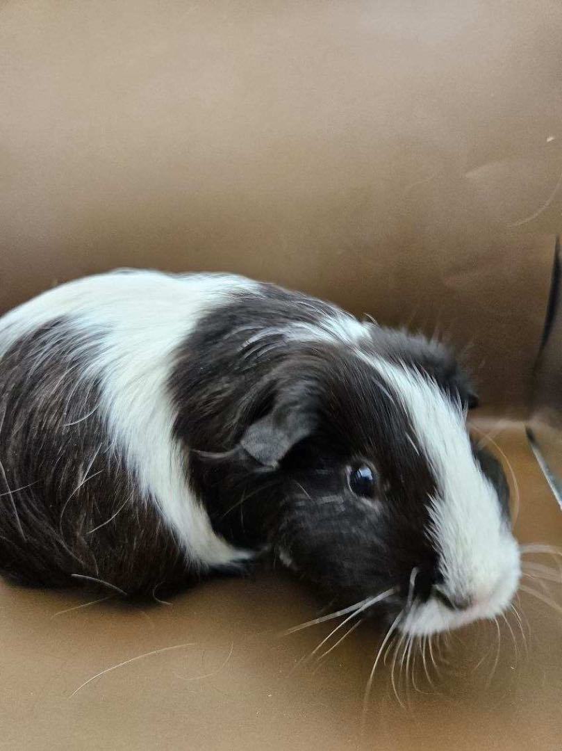 Princess Peach, a Adoptable mixed breed in Eagle River, AK image 2/4