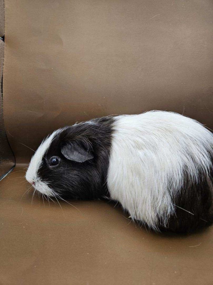 Princess Peach, a Adoptable mixed breed in Eagle River, AK image 3/4