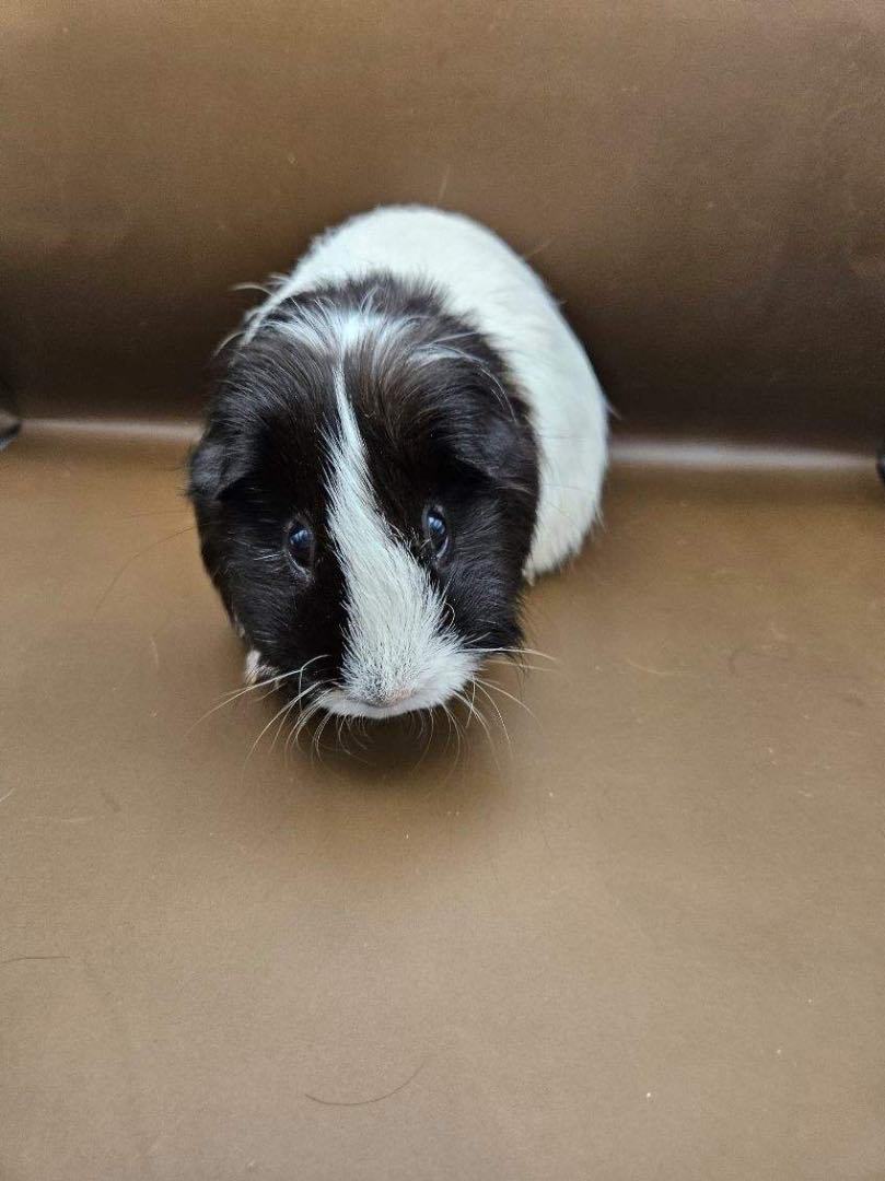 Princess Peach, a Adoptable mixed breed in Eagle River, AK image 4/4