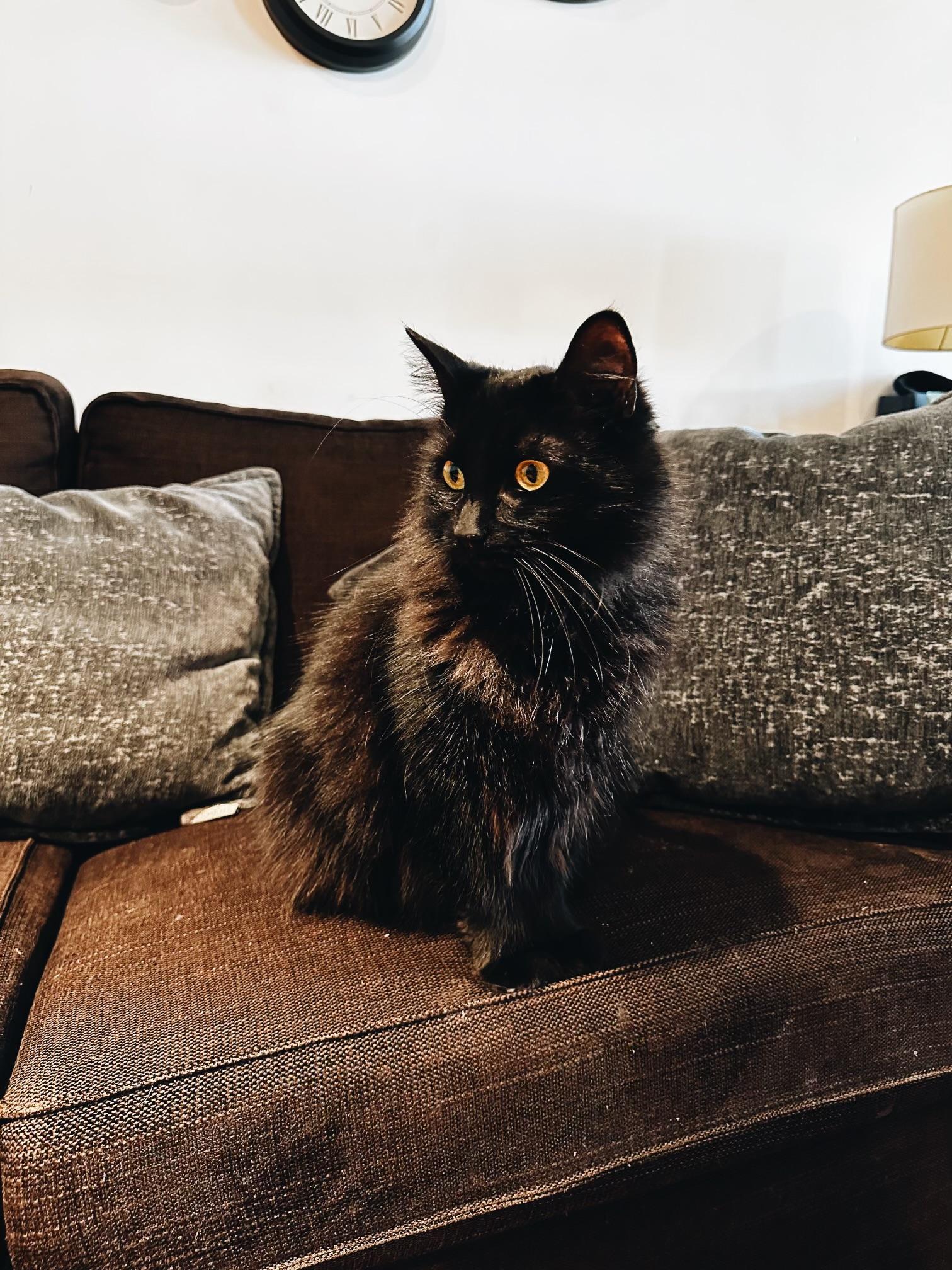 Enlarge Kini, a ADOPTABLE mixed breed in Pacific Palisades, CA image 6/6