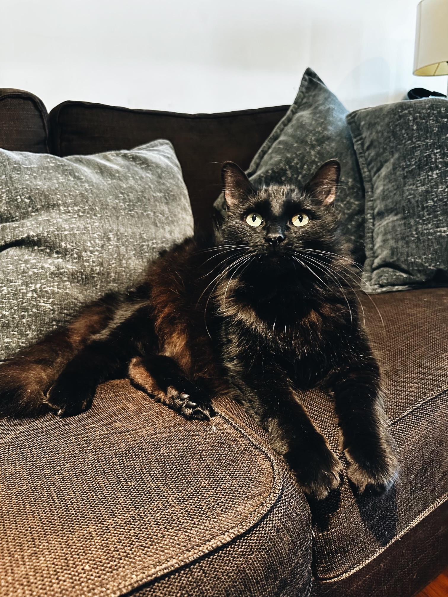 Kini, ADOPTABLE, Young Male Domestic Medium Hair & Bombay.