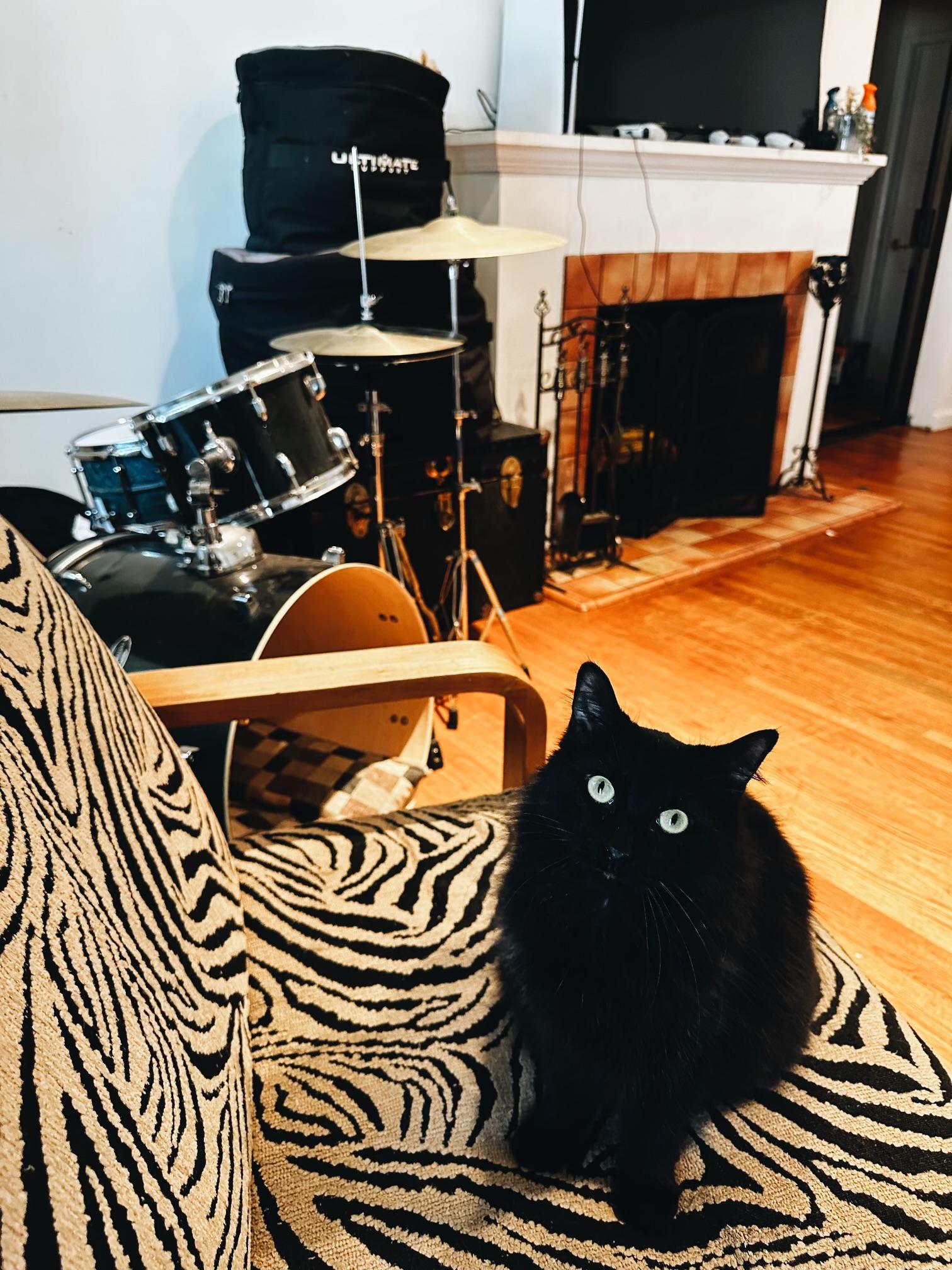 Enlarge Kini, a ADOPTABLE mixed breed in Pacific Palisades, CA image 3/6