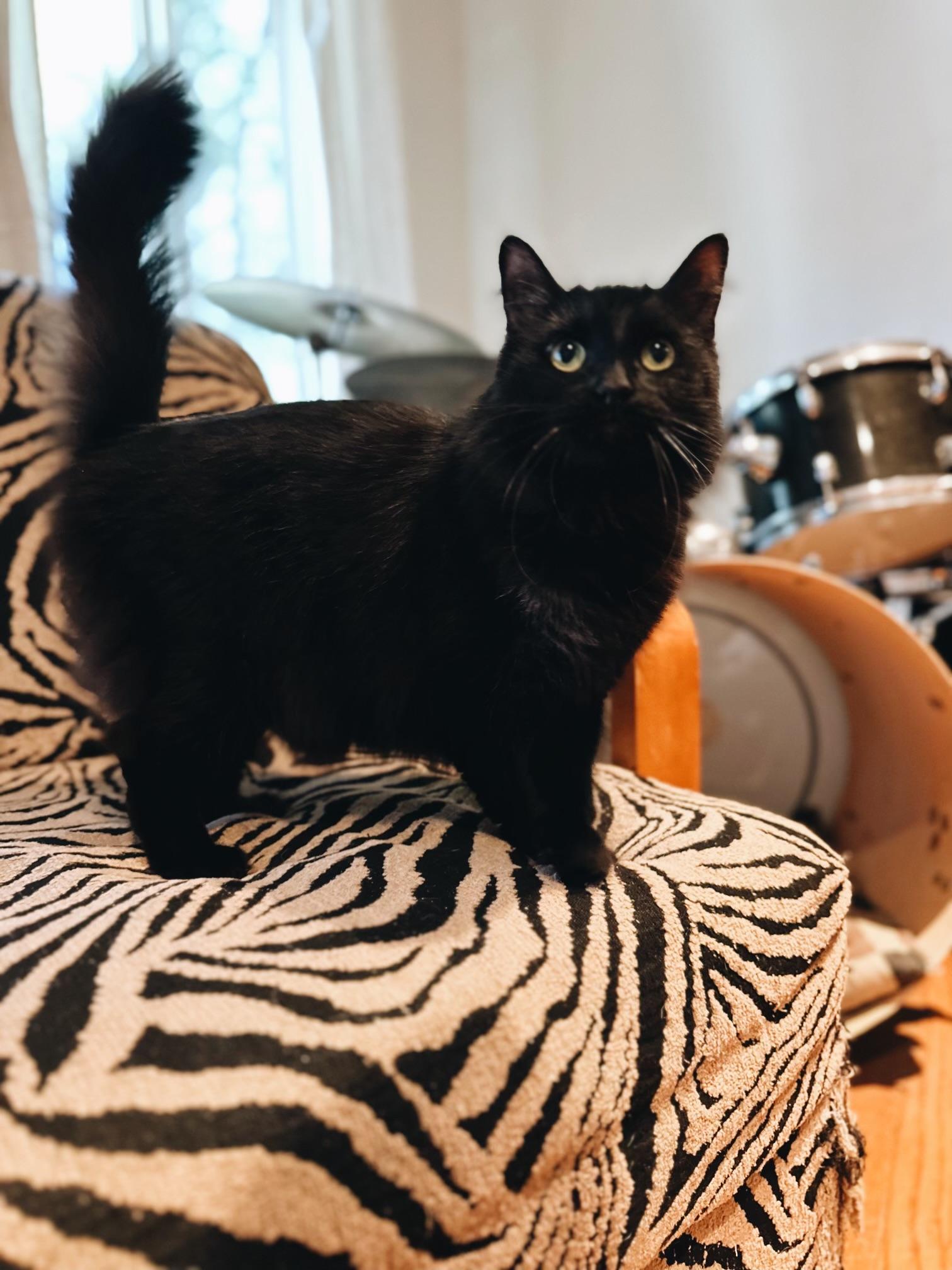 Enlarge Kini, a ADOPTABLE mixed breed in Pacific Palisades, CA image 2/6