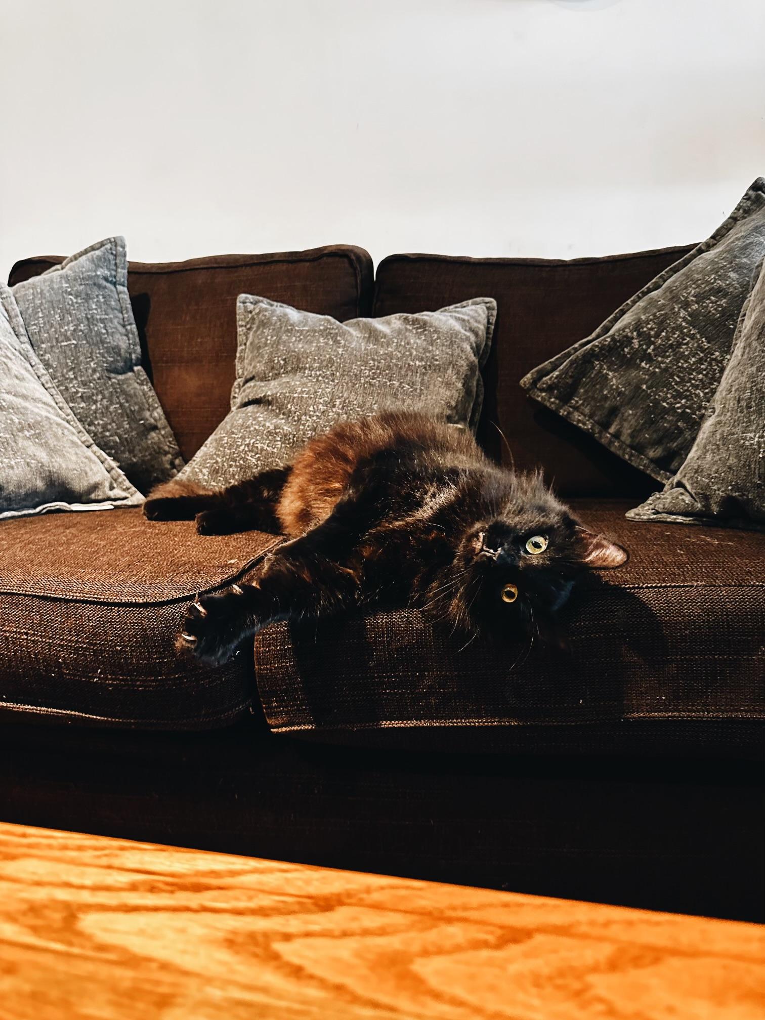 Enlarge Kini, a ADOPTABLE mixed breed in Pacific Palisades, CA image 4/6