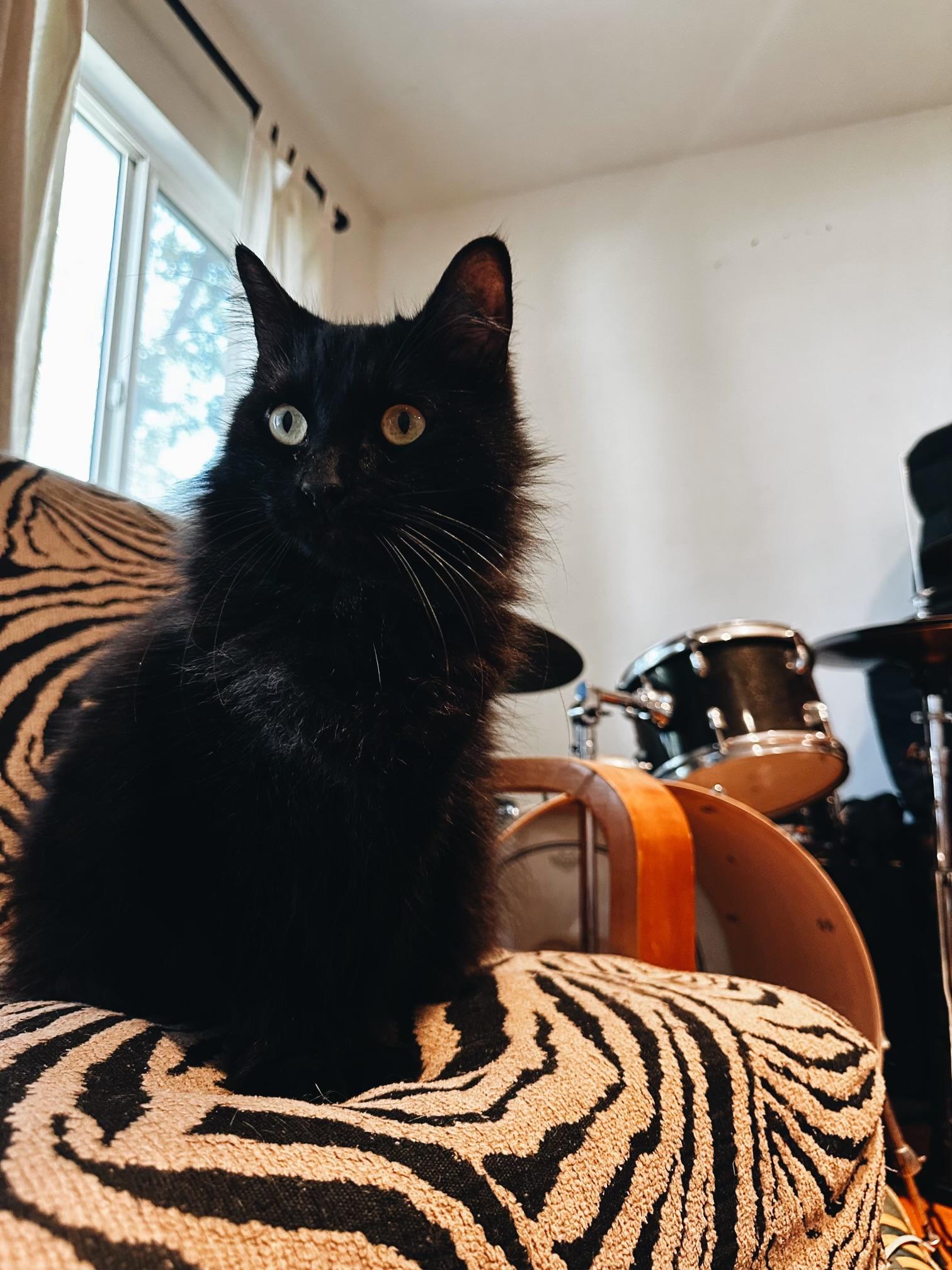 Enlarge Kini, a ADOPTABLE mixed breed in Pacific Palisades, CA image 5/6