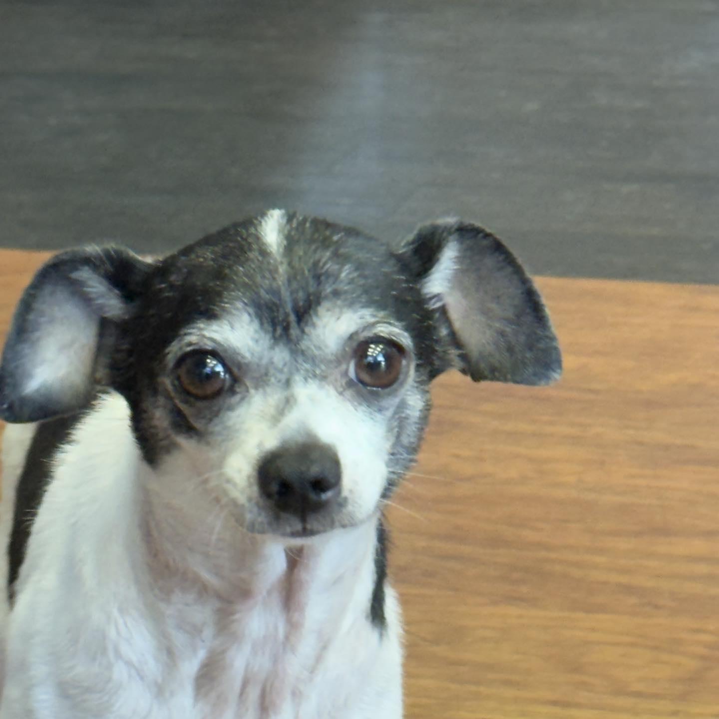 *Mia Marvis Toothpaste, a Adoptable mixed breed in Pittsburg, CA image 1/3