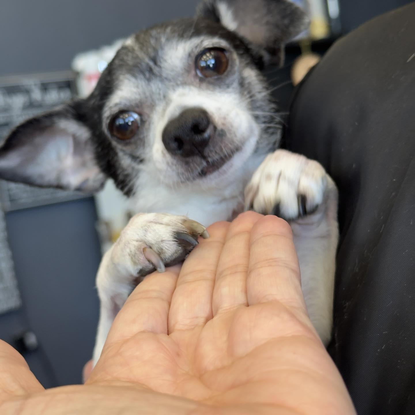 *Mia Marvis Toothpaste, a Adoptable mixed breed in Pittsburg, CA image 2/3