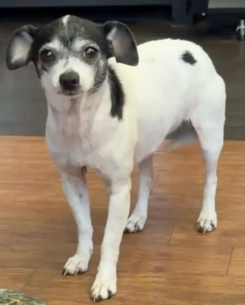 *Mia Marvis Toothpaste, a Adoptable mixed breed in Pittsburg, CA image 3/3