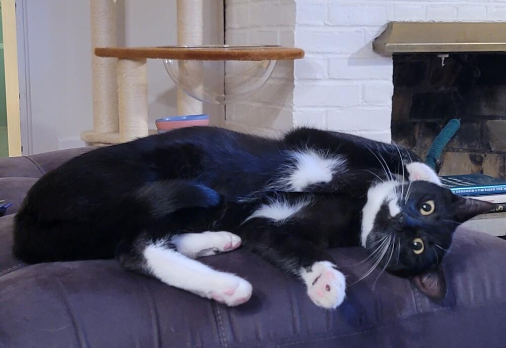 Enlarge Vonne, a Adoptable Domestic Short Hair in Ronkonkoma, NY image 3/5
