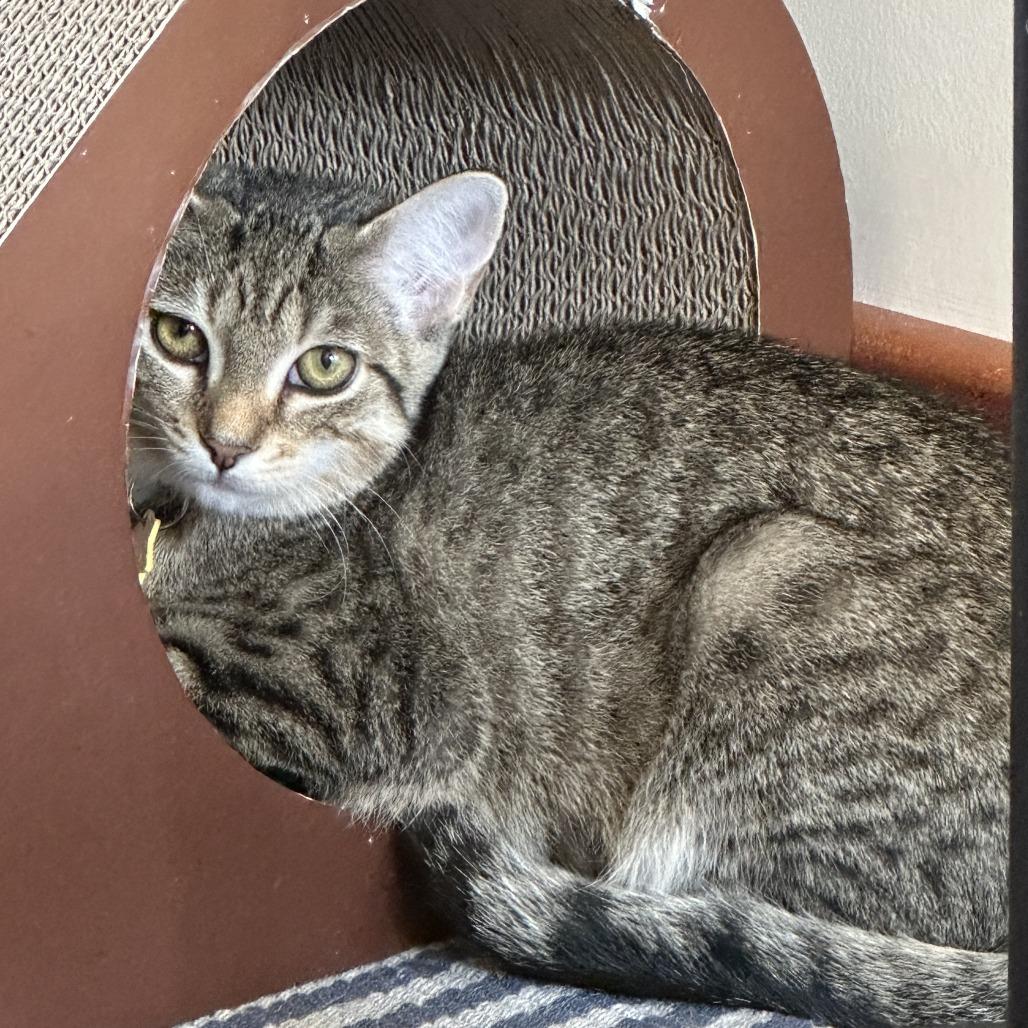 Primrose-Tiny Spirit Kitten-In foster, Adoptable, Kitten Female Domestic Short Hair.