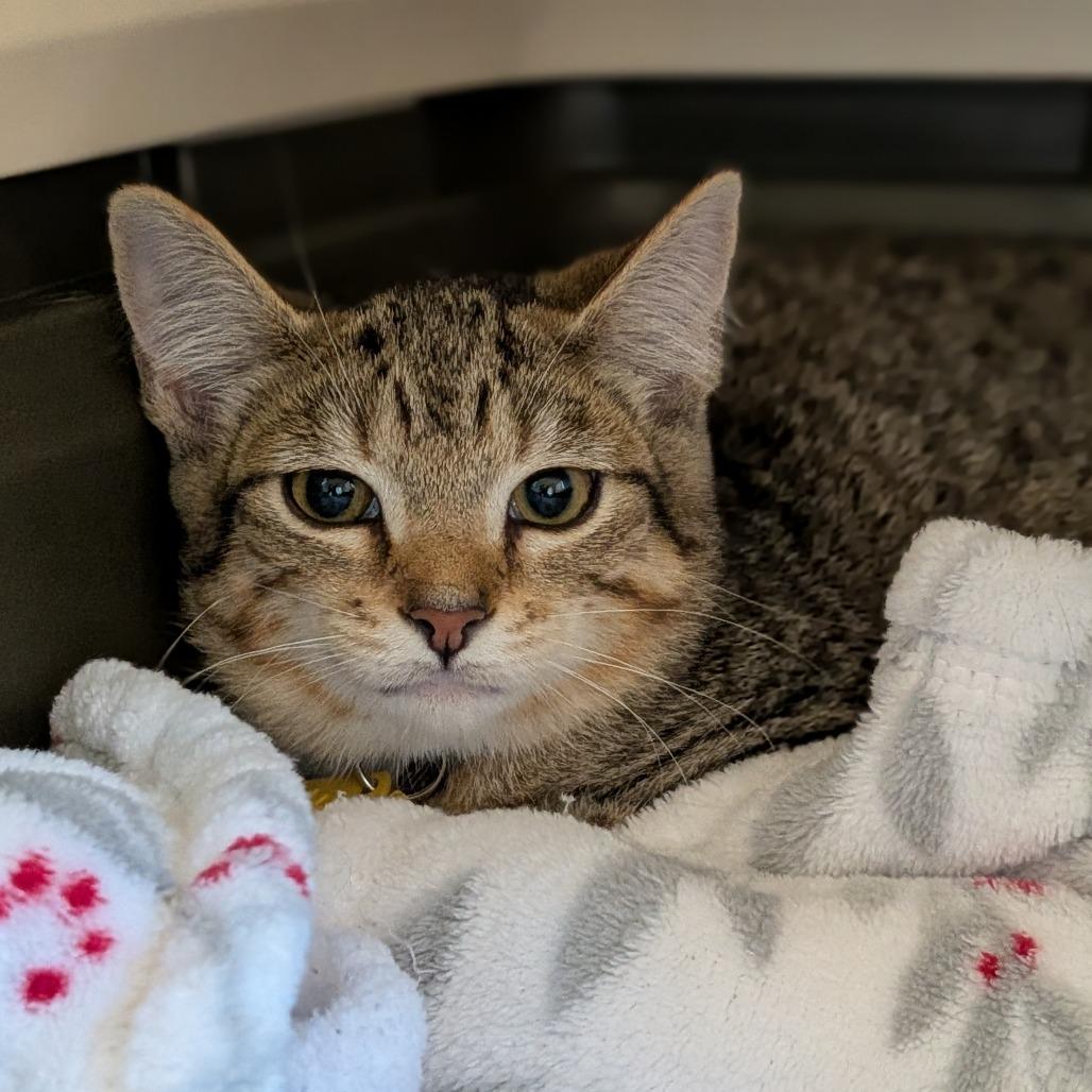 Enlarge Primrose-Tiny Spirit Kitten-In foster, a Adoptable Domestic Short Hair in Springfield, MA image 2/5