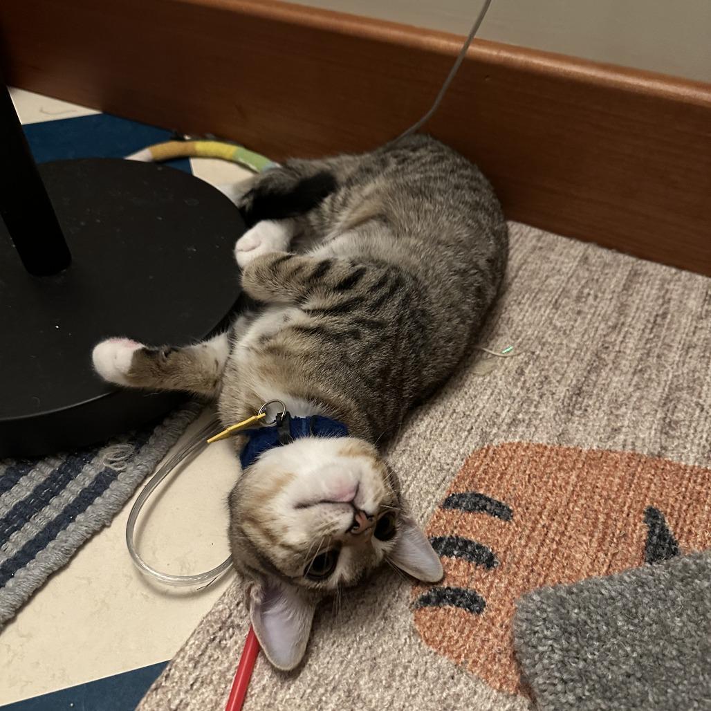 Enlarge Primrose-Tiny Spirit Kitten-In foster, a Adoptable Domestic Short Hair in Springfield, MA image 3/5