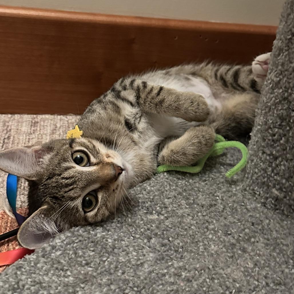 Enlarge Primrose-Tiny Spirit Kitten-In foster, a Adoptable Domestic Short Hair in Springfield, MA image 4/5