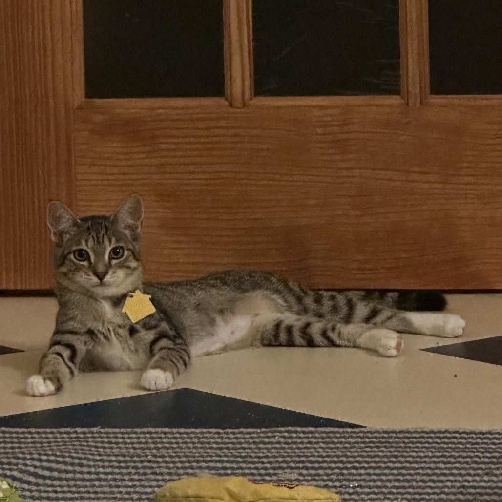 Enlarge Primrose-Tiny Spirit Kitten-In foster, a Adoptable Domestic Short Hair in Springfield, MA image 5/5