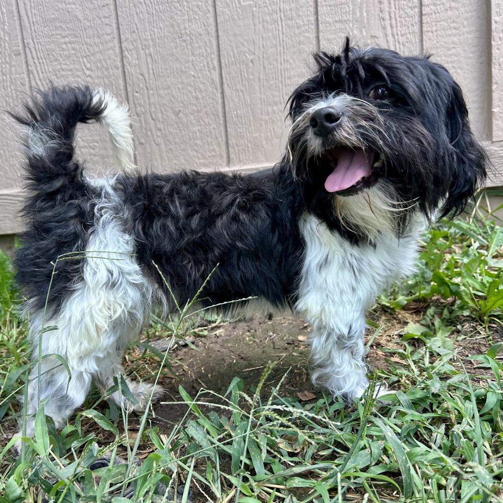 Ollivander, Adoptable, Adult Male Shih Tzu.