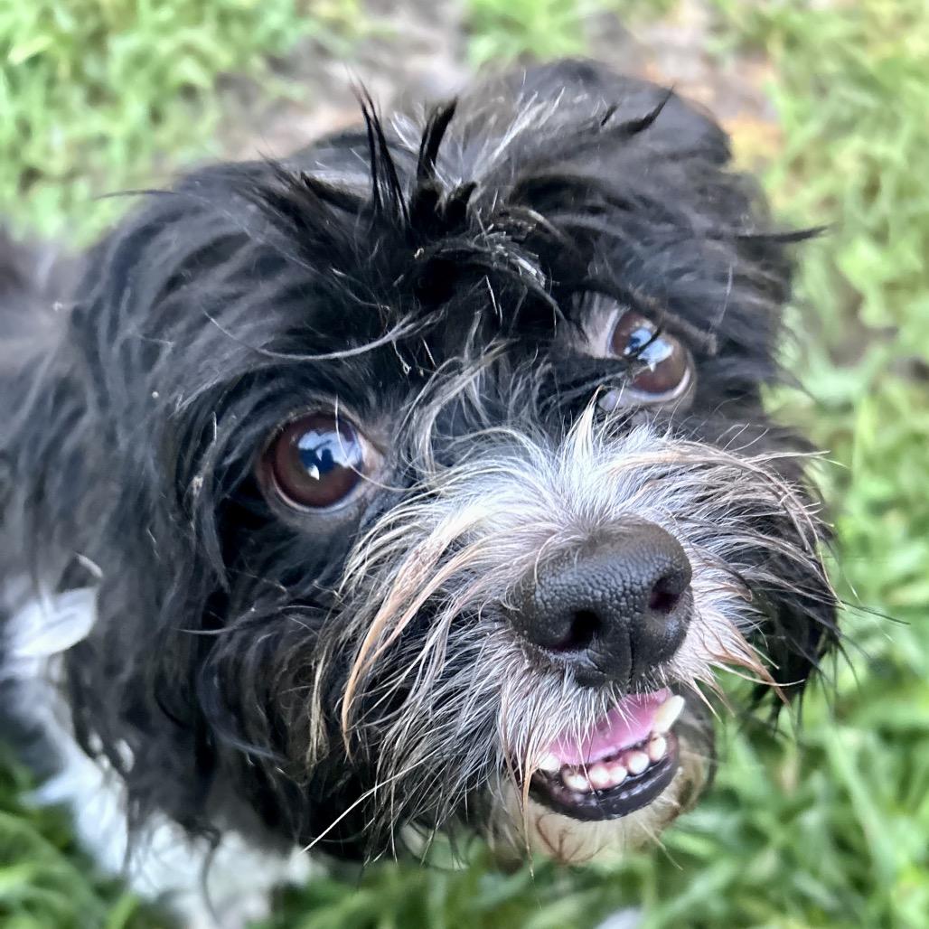 Ollivander, a Adoptable Shih Tzu in Peculiar, MO image 2/4