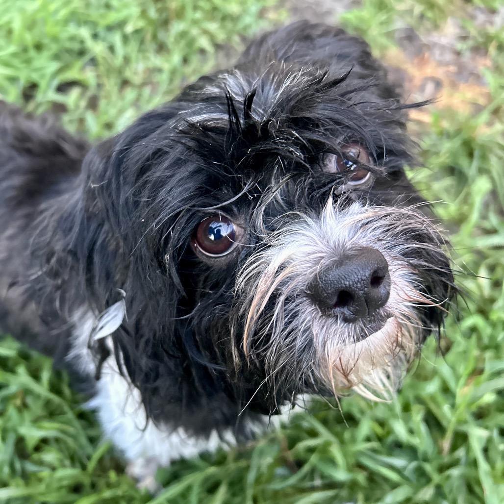 Ollivander, a Adoptable Shih Tzu in Peculiar, MO image 3/4