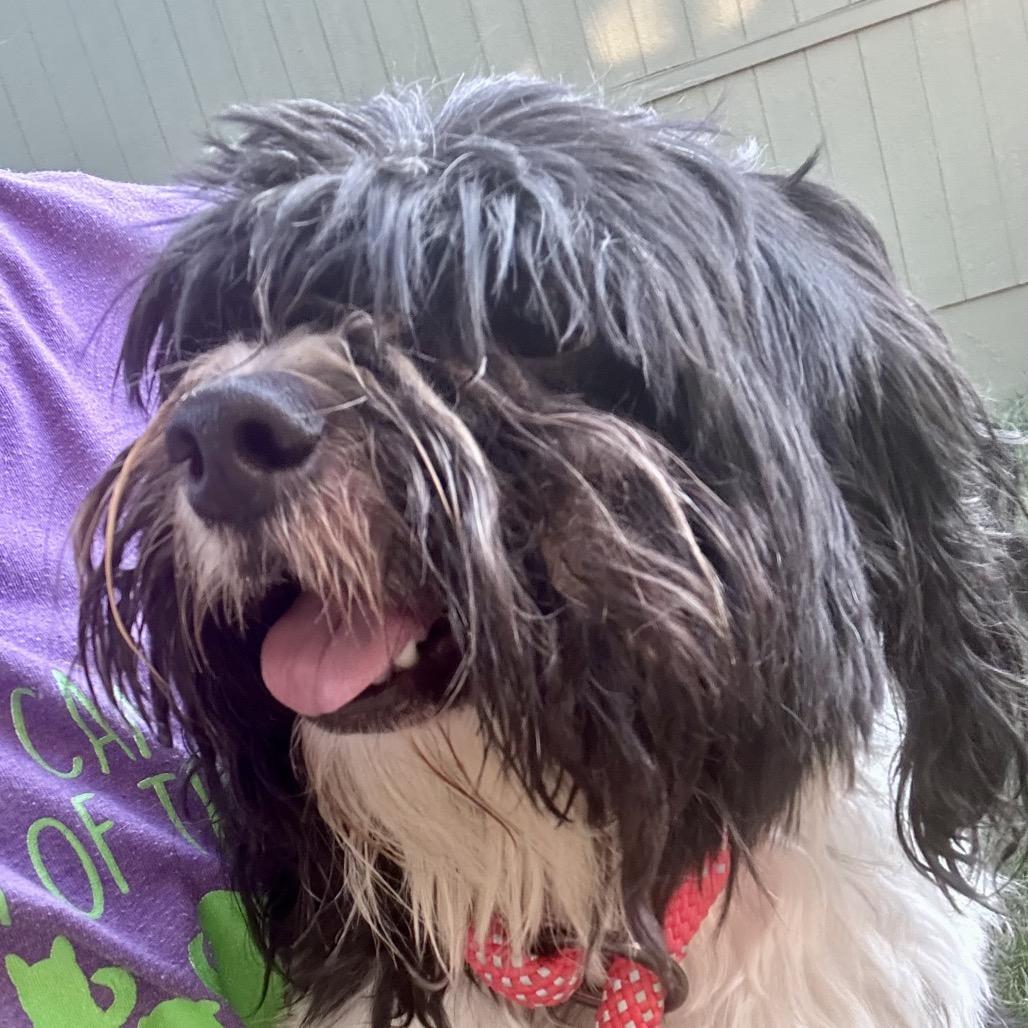 Ollivander, a Adoptable Shih Tzu in Peculiar, MO image 4/4