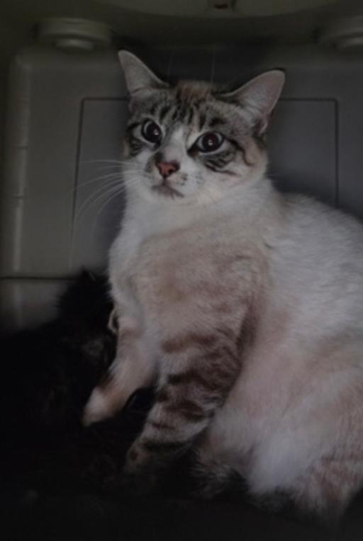 Catniss Everclean, ADOPTABLE, Adult Female Domestic Short Hair.