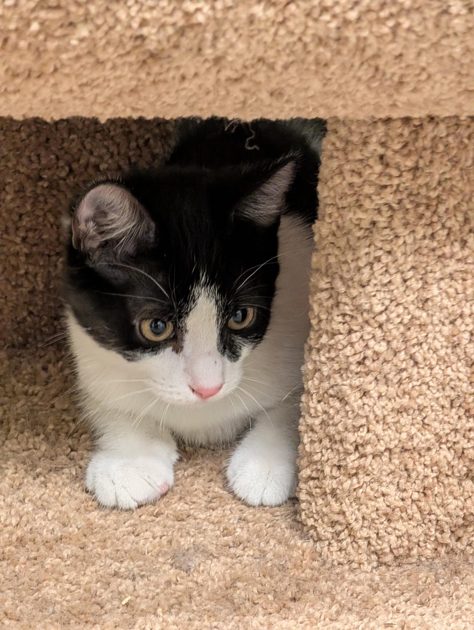 Bobby, ADOPTABLE, Kitten Male Domestic Short Hair.