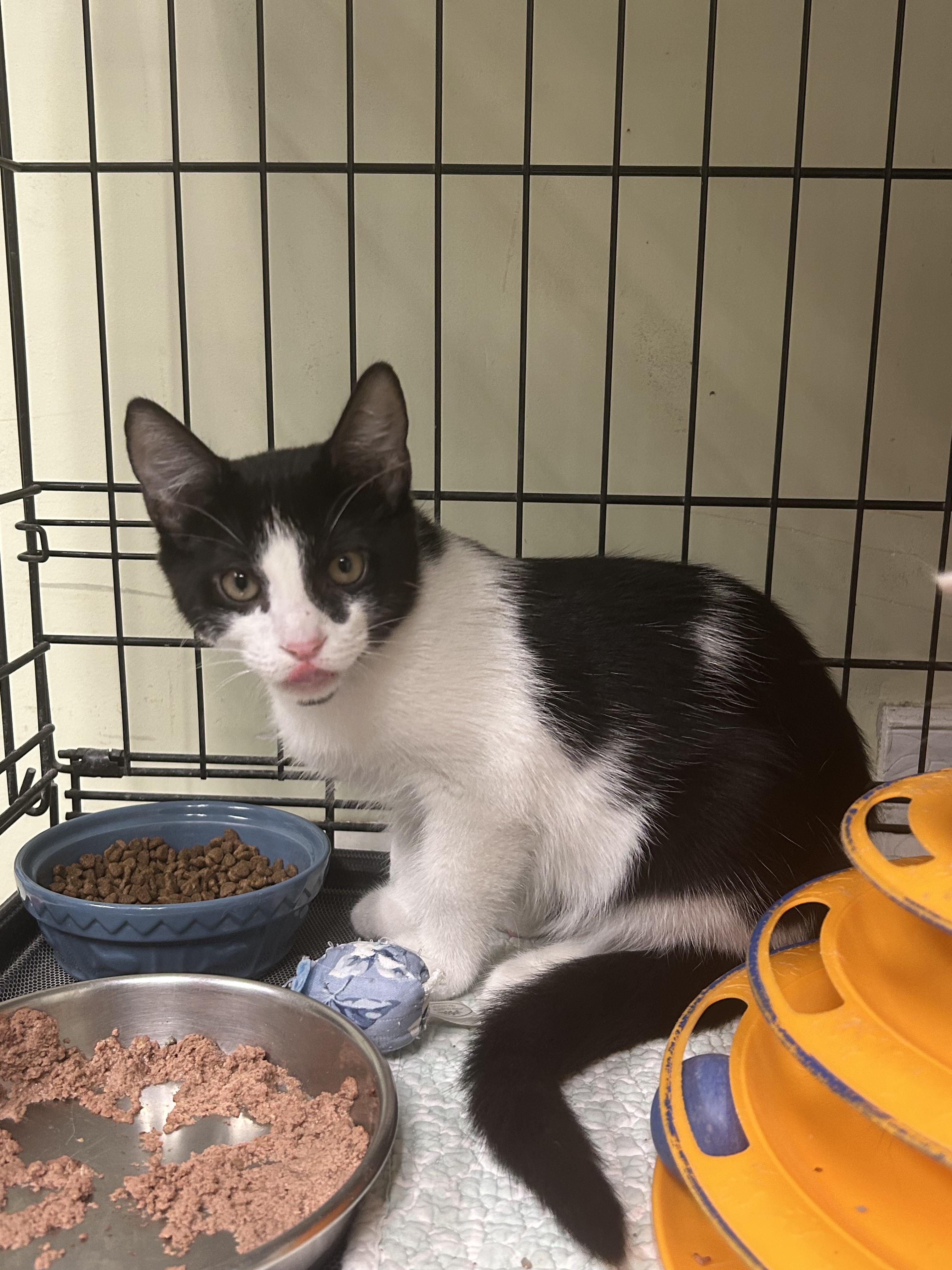 Bobby, a ADOPTABLE Domestic Short Hair in Cape May, NJ image 3/3