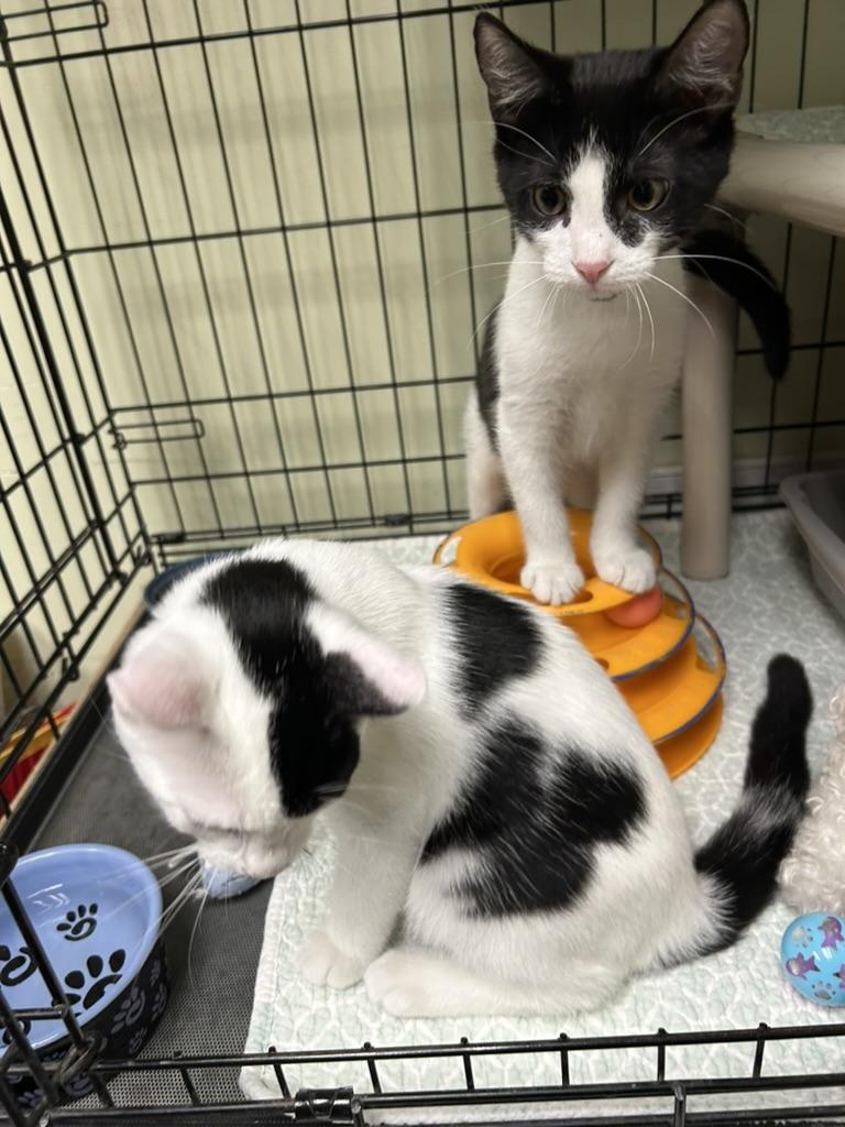 Bobby, a ADOPTABLE Domestic Short Hair in Cape May, NJ image 2/3