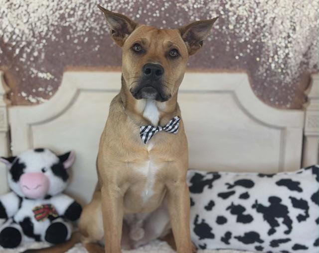 SAMUEL, Adoptable, Young Male Pit Bull Terrier & German Shepherd Dog.