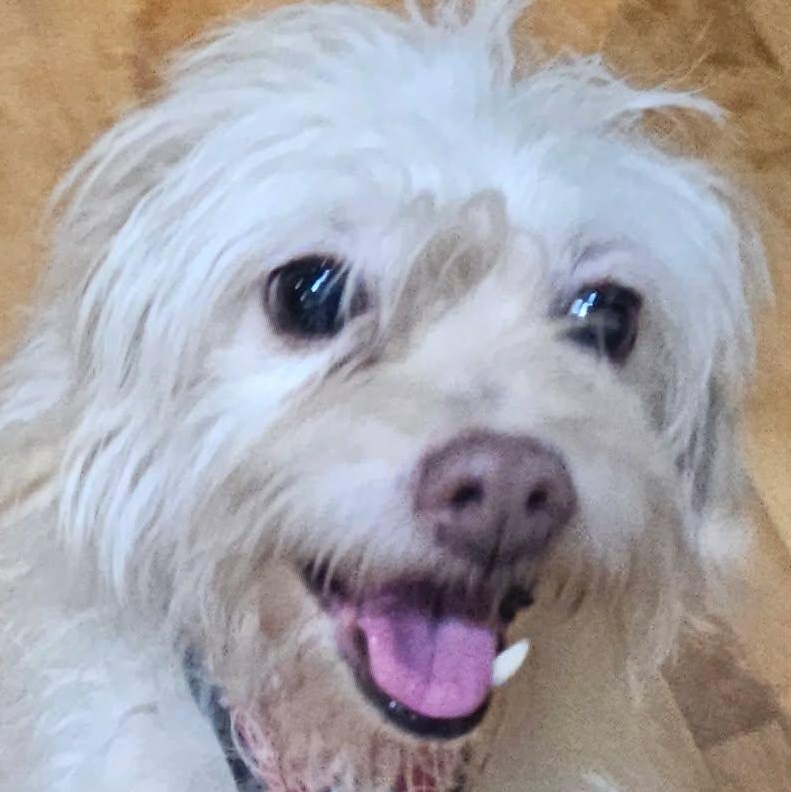 Enlarge Lalo, a Adoptable mixed breed in Calgary, AB image 2/6