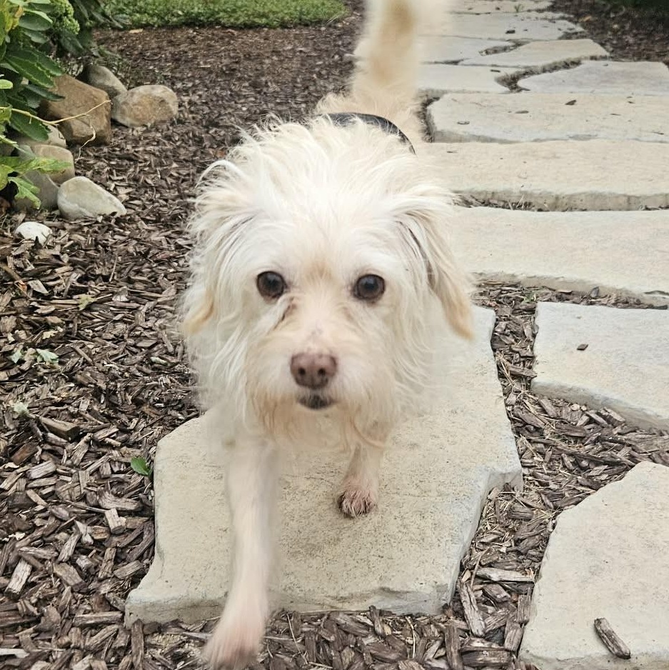 Enlarge Lalo, a Adoptable mixed breed in Calgary, AB image 5/6