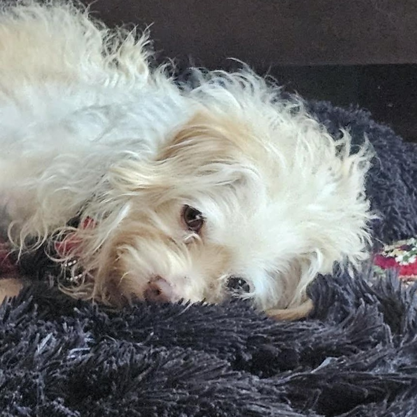 Enlarge Lalo, a Adoptable mixed breed in Calgary, AB image 6/6