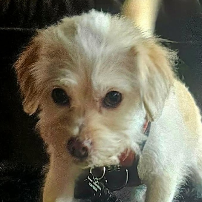 Lalo, Adoptable, Adult Male Terrier.