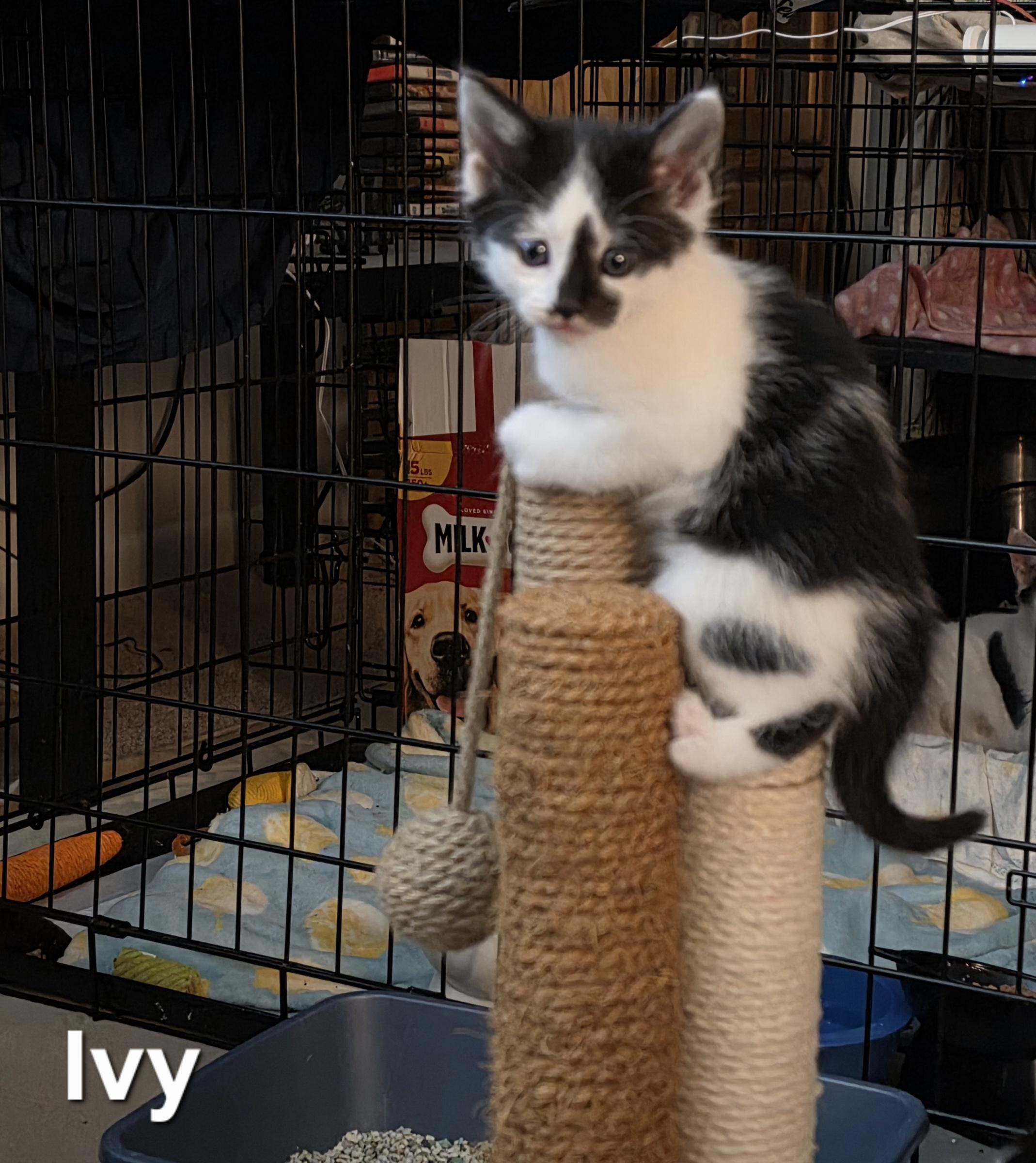 Enlarge Ivy, a Adoptable Tuxedo in Woodbridge, VA image 2/2