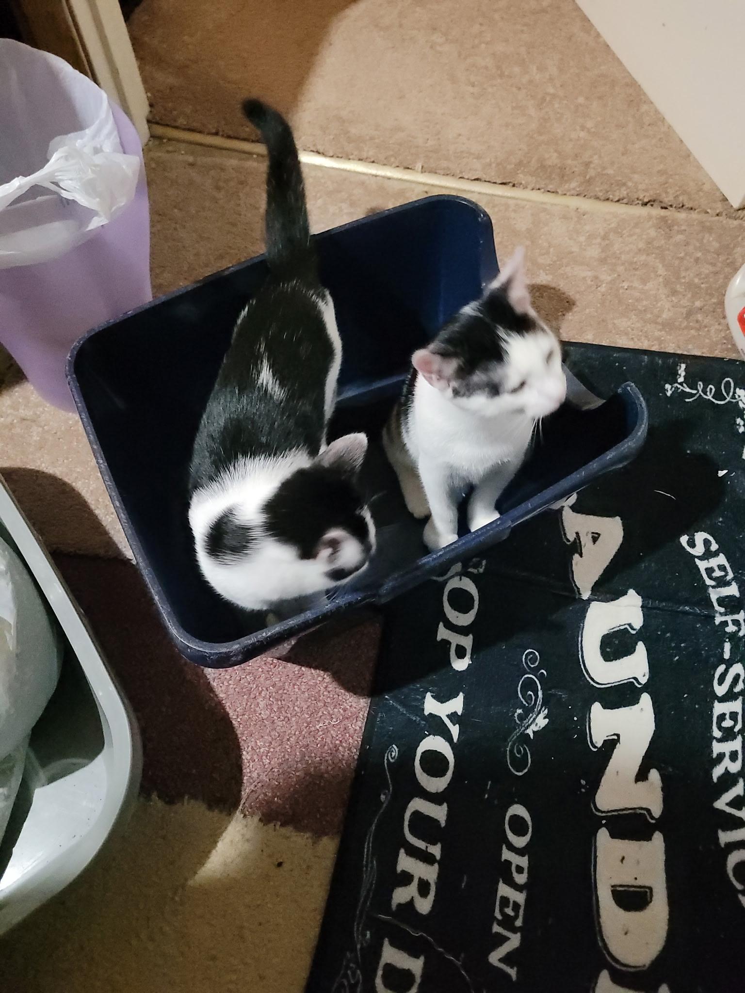 Ivy & Basil, Adoptable, Young Female Tuxedo.