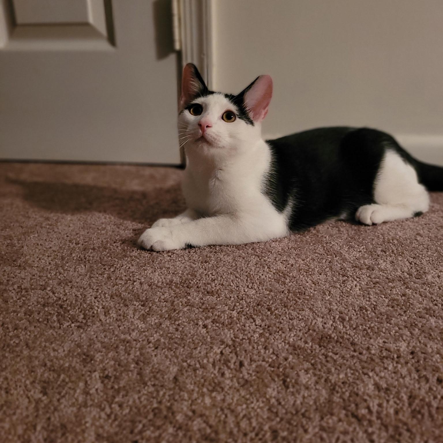 Enlarge Ivy & Basil, a Adoptable Tuxedo in Woodbridge, VA image 3/5