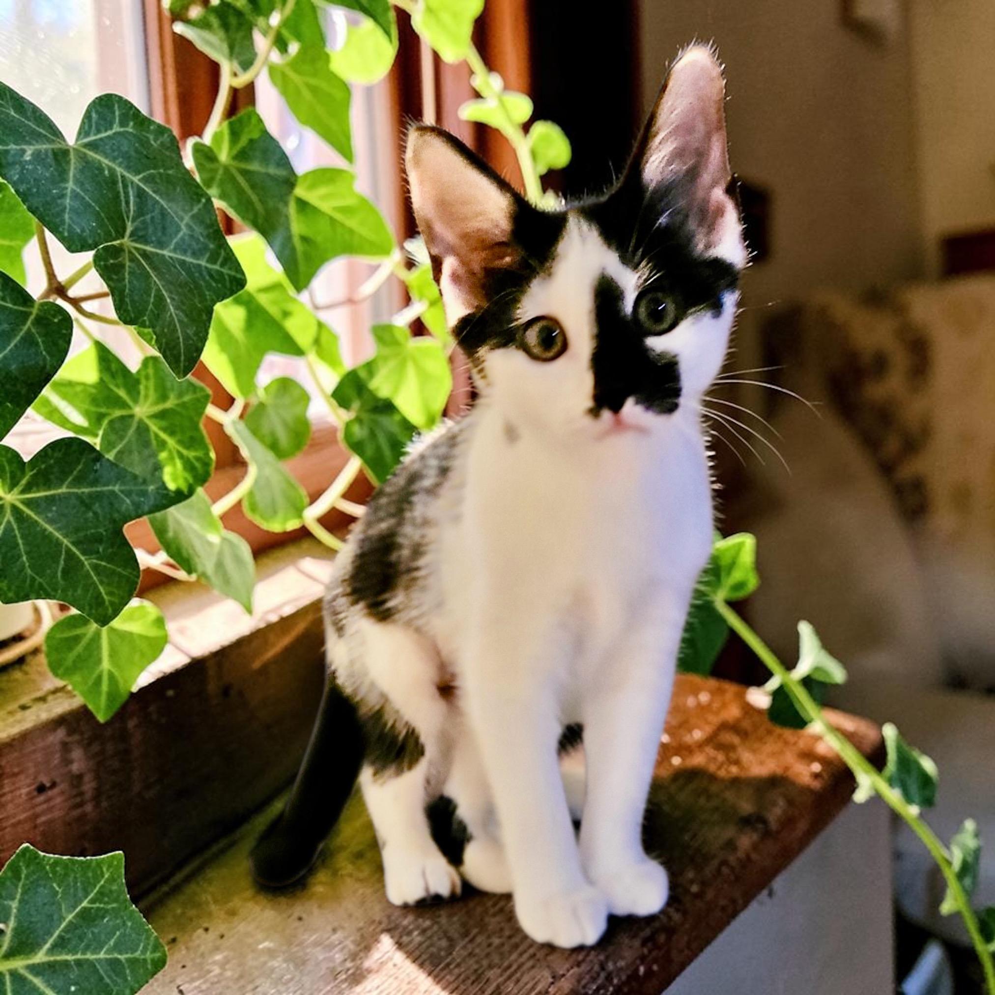Enlarge Ivy, a Adoptable Tuxedo in Woodbridge, VA image 1/2