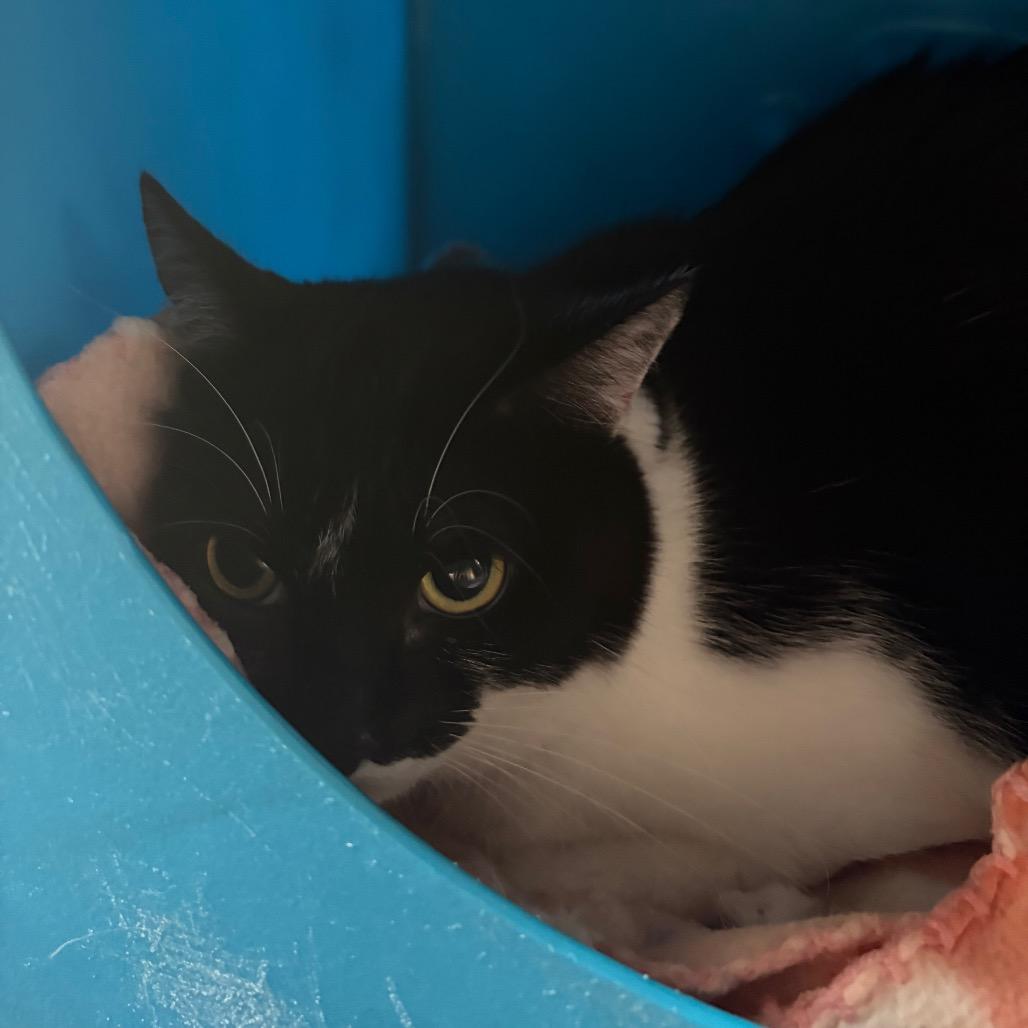 Trixie, a Adoptable Domestic Short Hair in Waukesha, WI image 1/2