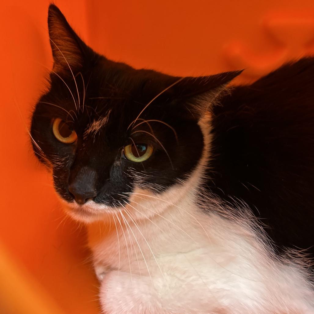 Trixie, a Adoptable Domestic Short Hair in Waukesha, WI image 2/2