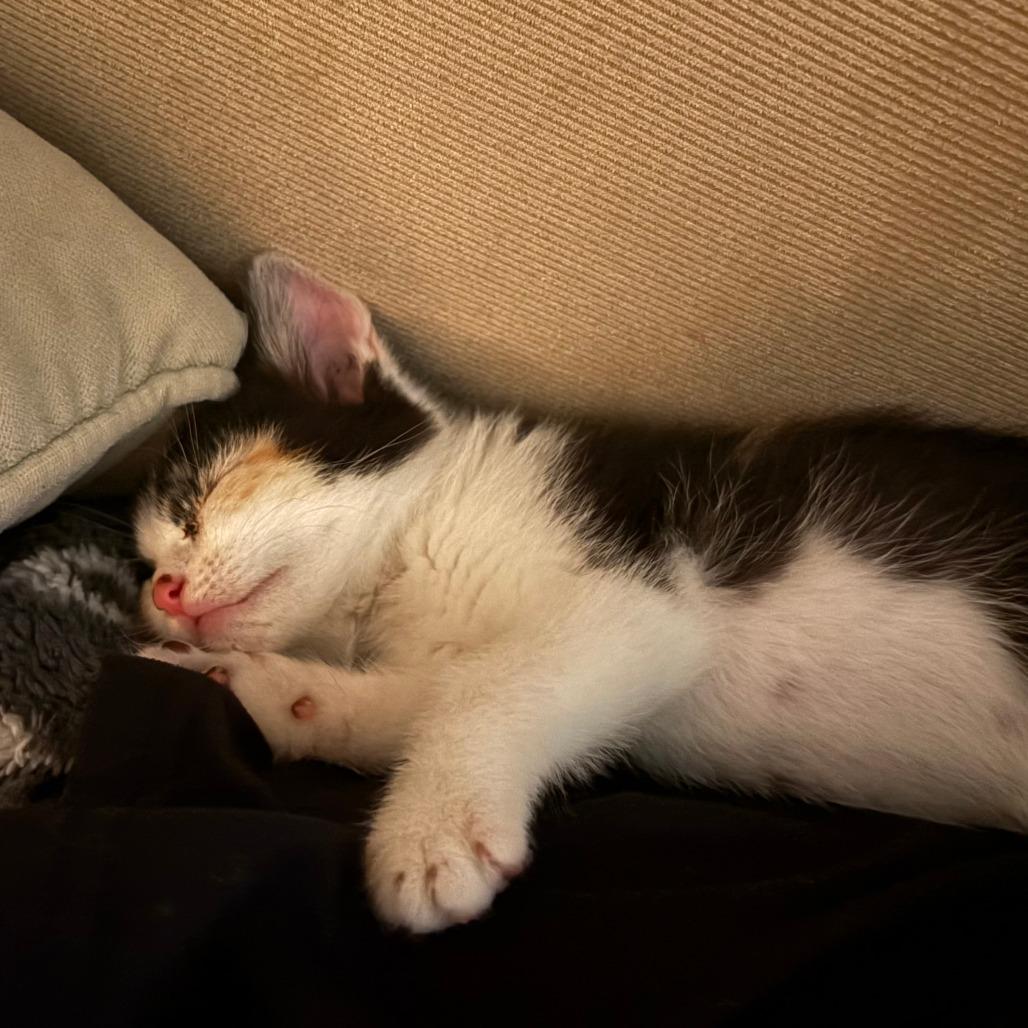 Pumpkin, Adoptable, Kitten Female Domestic Short Hair.