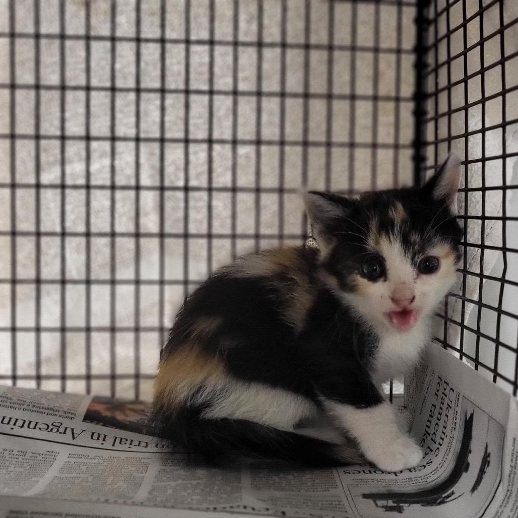 Enlarge Pumpkin, a Adoptable Domestic Short Hair in Los Angeles, CA image 2/5