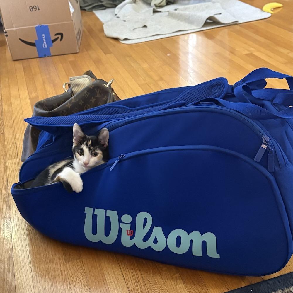 Pumpkin, Adoptable, Kitten Female Domestic Short Hair.