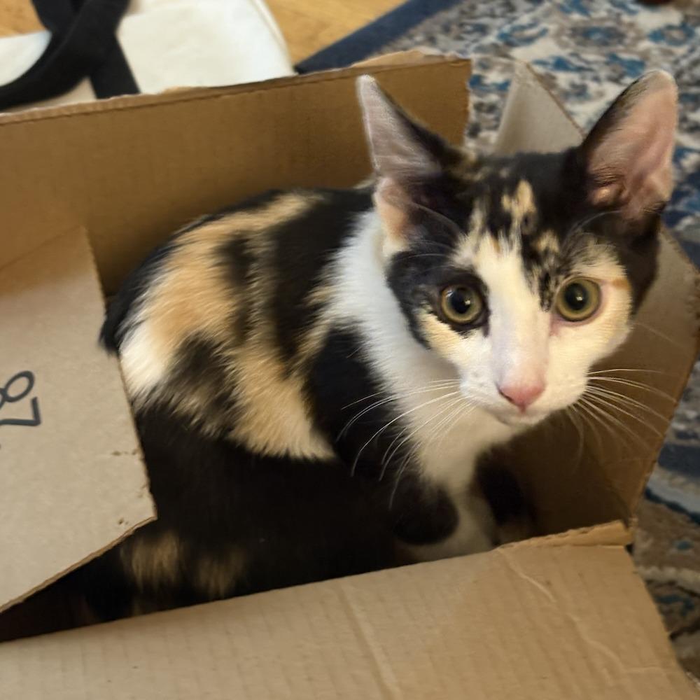 Enlarge Pumpkin, a Adoptable Domestic Short Hair in Los Angeles, CA image 2/6