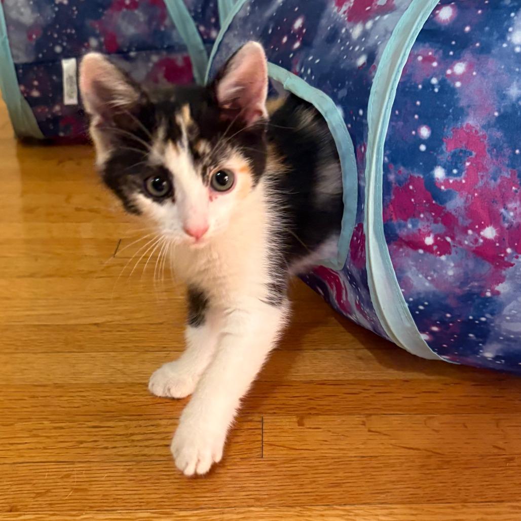 Enlarge Pumpkin, a Adoptable Domestic Short Hair in Los Angeles, CA image 3/5