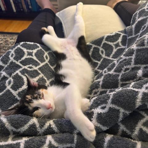Enlarge Pumpkin, a Adoptable Domestic Short Hair in Los Angeles, CA image 2/3