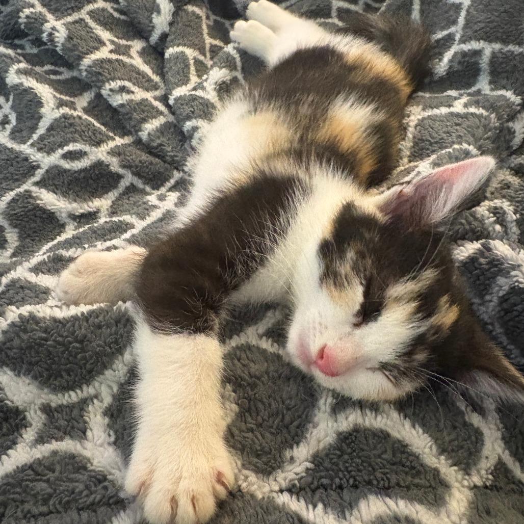 Enlarge Pumpkin, a Adoptable Domestic Short Hair in Los Angeles, CA image 4/5