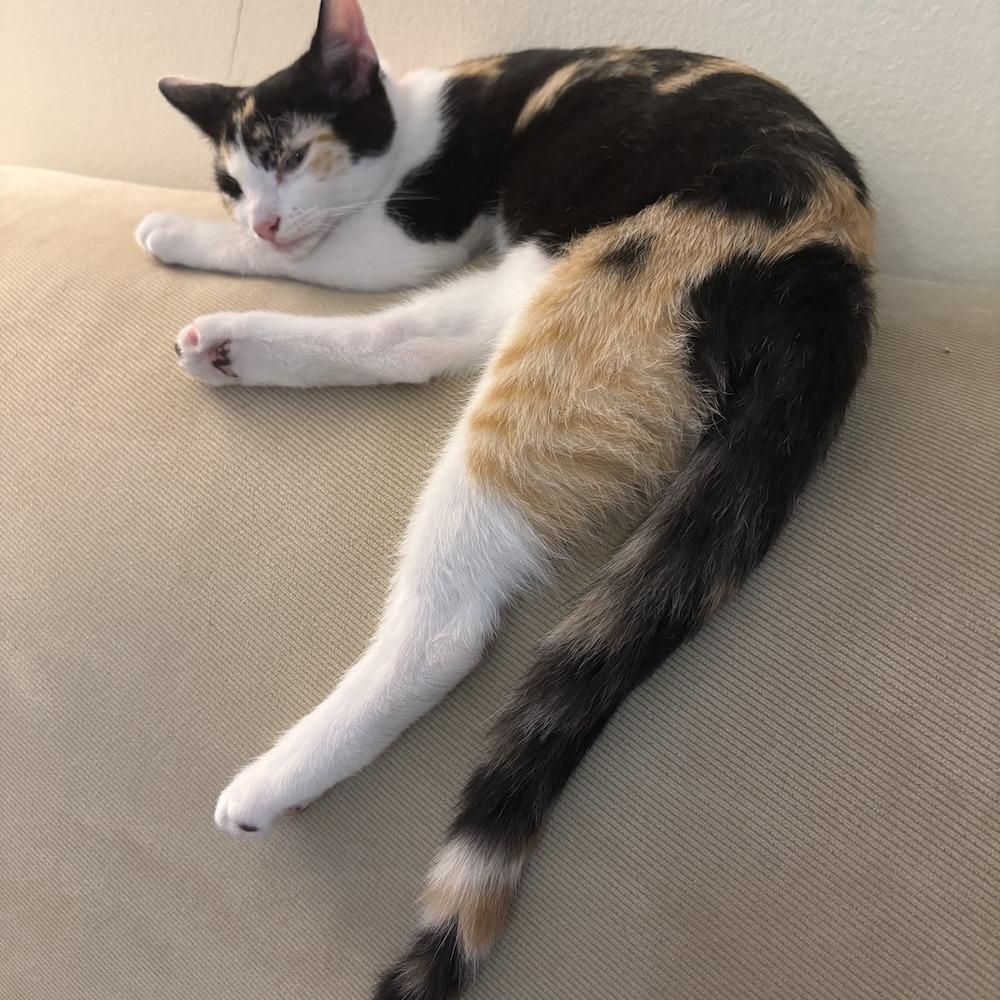 Enlarge Pumpkin, a Adoptable Domestic Short Hair in Los Angeles, CA image 6/6