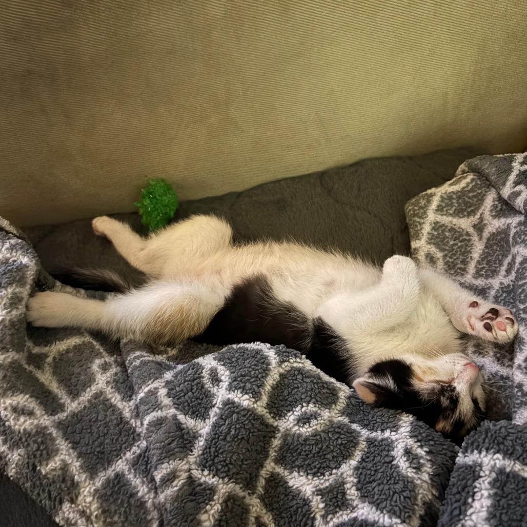 Enlarge Pumpkin, a Adoptable Domestic Short Hair in Los Angeles, CA image 5/5